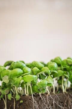 Close-up growing micro greens basil sprouts with potted soil. Stock Photos