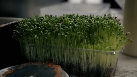 Close-up - growing microgreens in kitchen of a restaurant Stock Footage 221271281