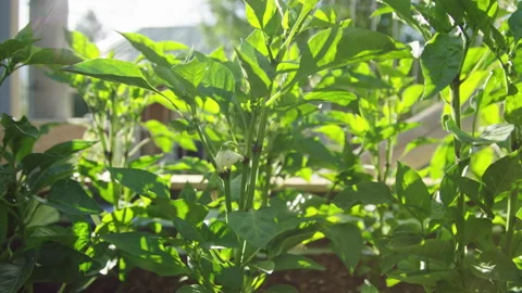 Close on growing pepper vegetable plant with flower bud with sunset sun flare Stock Footage 248162946