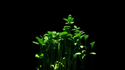 Close up growing plants in light spot time lapse, sprouts germination on black Stock Footage 122168424