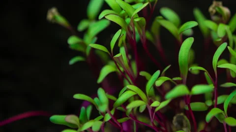Close-up growing plants, red stalk green leaves microgreens grow in time-lapse Stock Footage 131064745