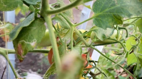 Close-up of Growing Tomatoes on a Plant Stock Footage 316009670