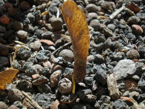 Close up of a growing tree Stock Photos