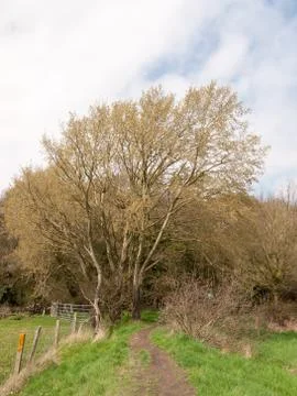 Close up growing tree spring outside nature background Stock Photos