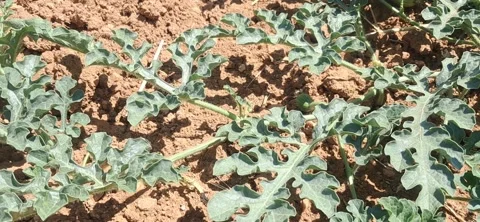 Close-up of Growing Young Watermelon on the Vine in Organic Farm Field 動画素材 342057407