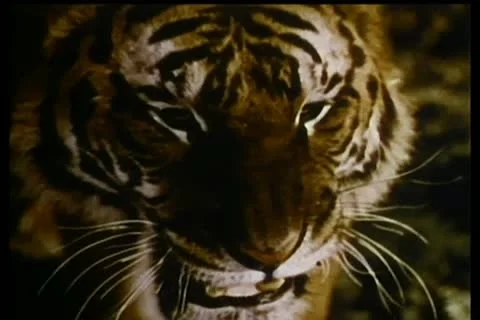 Close-up of growling tiger Vídeos de archivo 11351109