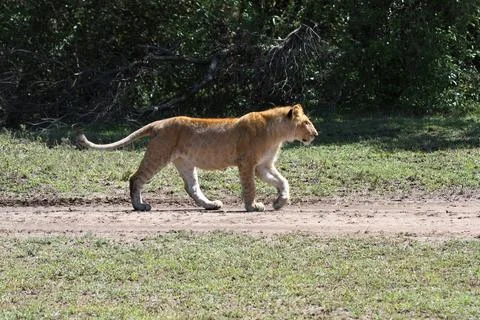 Close-up of a grown-up lion cub walking down the grass road Stock-Fotos
