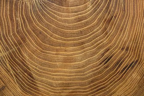 Close up growth rings tree Resolution and high quality beautiful photo Stock Photos