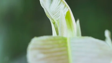 Close up growth tree leaf in tropical forest Stock Footage 93053811