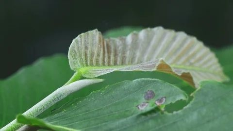 Close up growth tree leaf in tropical forest Stock Footage 93053884