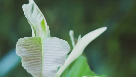 Close up growth tree leaf in tropical forest Stock Footage 93053940