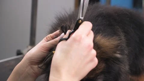 Close-up of a grummer shearing a Pomeranian dog with a pair of clippers. Stock Footage 317932334