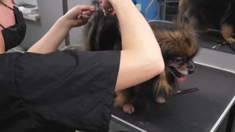 Close-up of a grummer shearing a Pomeranian dog with a pair of clippers. Stock Footage 319004448