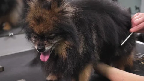 Close-up of a grummer shearing a Pomeranian dog with a pair of clippers. Stock Footage 319431324
