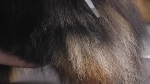 Close-up of a grummer shearing a Pomeranian dog with a pair of clippers. Stock Footage 334120723