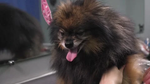 Close-up of a grummer shearing a Pomeranian dog with a pair of clippers. Stock Footage 334941863