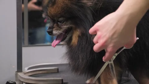 Close-up of a grummer shearing a Pomeranian dog with a pair of clippers. Stock Footage 334942036