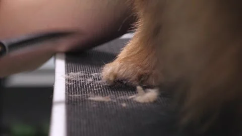 Close-up of a grummer shearing a Pomeranian dog with a pair of clippers. Stock Footage 335681246