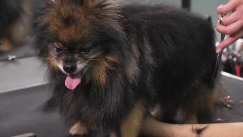 Close-up of a grummer shearing a Pomeranian dog with a pair of clippers. Stock Footage 337221106