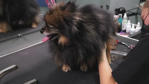 Close-up of a grummer shearing a Pomeranian dog with a pair of clippers. Stock Footage 337734262