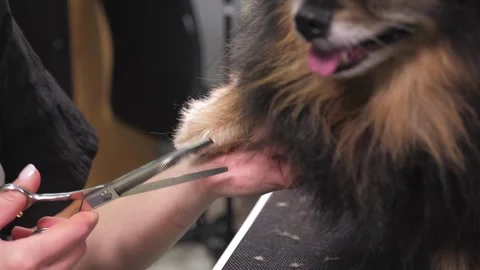 Close-up of a grummer shearing a Pomeranian dog with a pair of clippers. Stock Footage 337734655