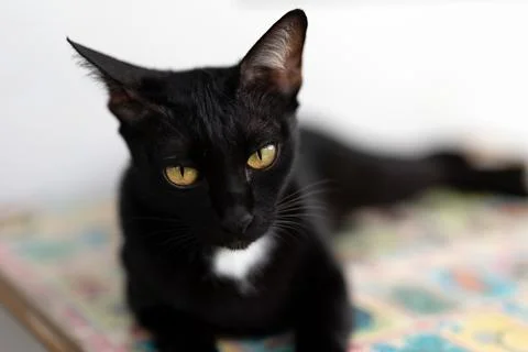 Close up grumpy black cat Isolated on background. Stockfoto's
