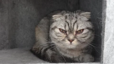 Close up grumpy tabby scottish cat looking at camera with dirty eyes. Brown and 動画素材 304295391