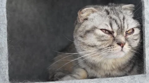 Close up grumpy tabby scottish cat looking at camera with dirty eyes. Brown and Stock Footage 306812015