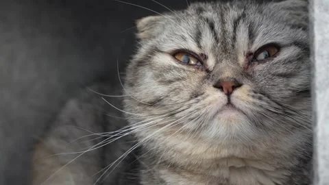 Close up grumpy tabby scottish cat looking around. Brown and grey domestic pet Stock Footage 312353889