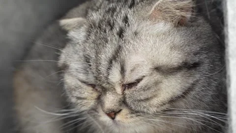 Close up grumpy tabby scottish cat looking at camera with dirty eyes. Brown and Stock Footage 312353891