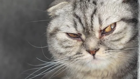 Close up grumpy tabby scottish cat looking around. Brown and grey domestic pet Stock Footage 312353906