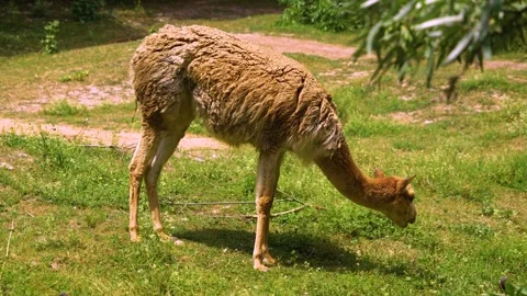 Close up of Guanaco eating Stock Footage 254292148