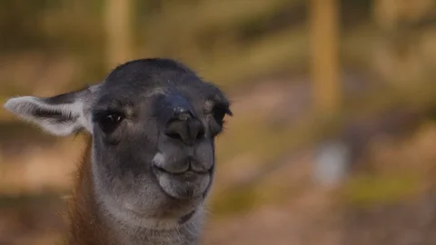 Close up of guanaco Stock Footage