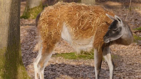 Close up of guanaco Video stock 124542055