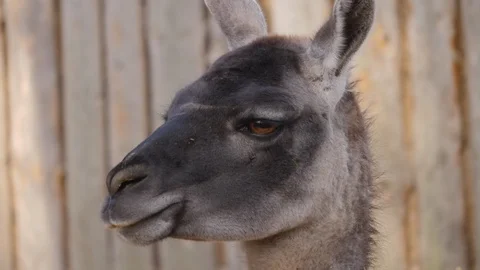 Close up of guanaco Stock Footage 124542559