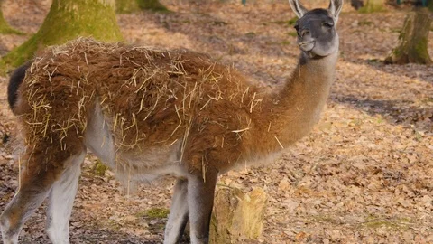 Close up of guanaco Video stock 124542625