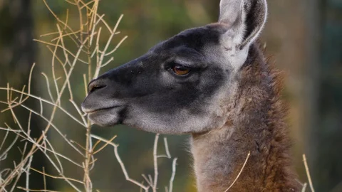 Close up of guanaco Video stock 124549030