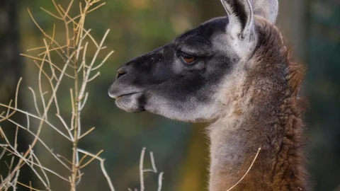 Close up of guanaco Video stock 124549315