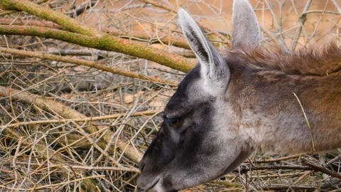 Close up of guanaco Stock Footage 124549733