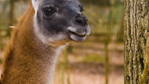 Close up of guanaco Stock Footage 124561890