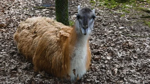Close up of a Guanaco Stock Footage 137441996