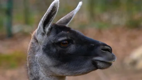 Close up of Guanaco Stock Footage 144970622