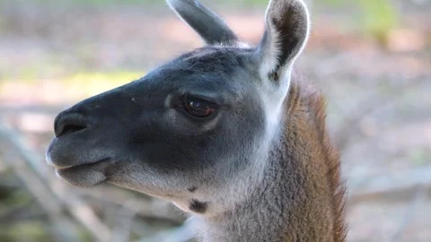 Close up of guanaco  Stock Footage 243375611