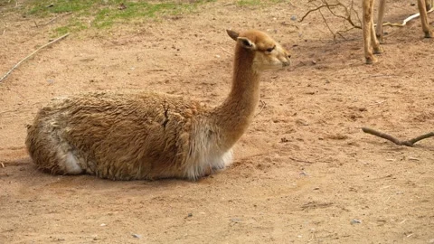 Close up of a Guanaco Stock Footage 271203474