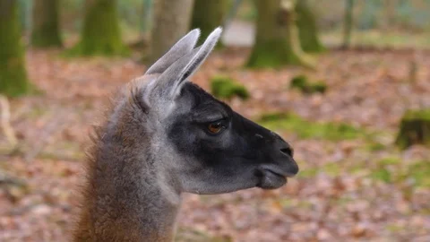 Close up of guanaco head Stock Footage 121931916
