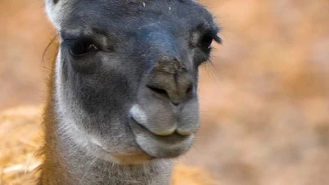 Close up of guanaco head Stock Footage 121932294