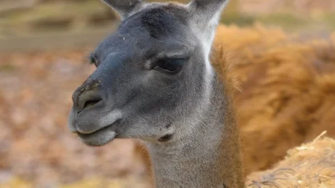 Close up of guanaco head Stock Footage 121932481