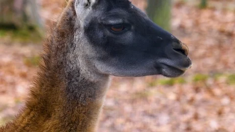 Close up of guanaco head Stock-Footage 121932539