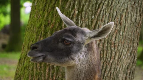 Close up of a Guanaco head  Stock Footage 260521124