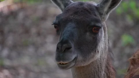 Close up of a Guanaco head  Stock Footage 277231832